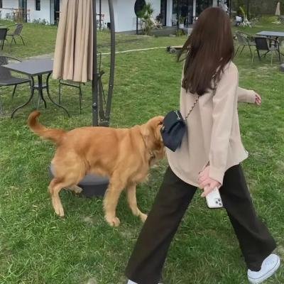 阿基拉的逃亡